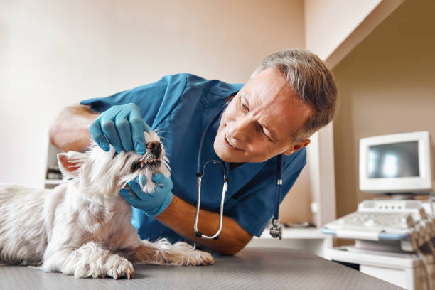  Moses Lake, WA Emergency Dentist Pros